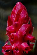 Sarcodes sanguinea - Snow Plant